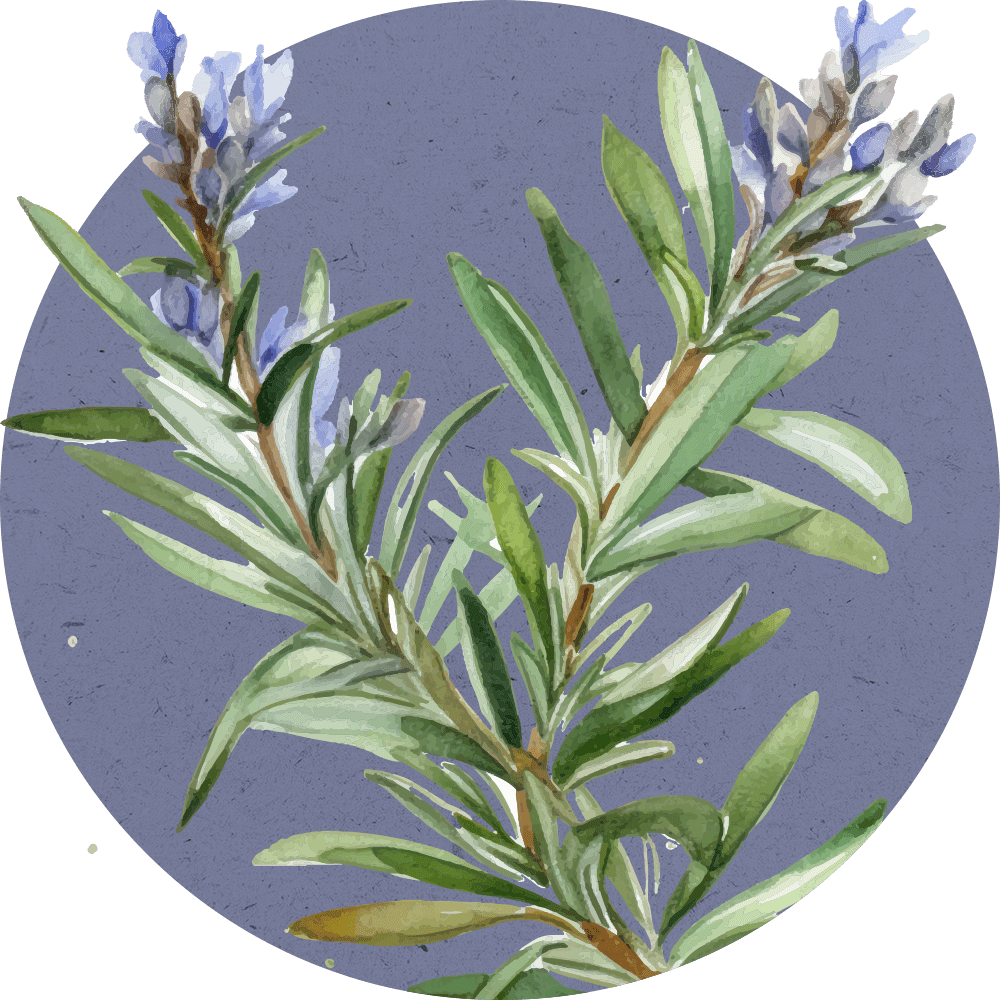 4 newsy - Olejek rozmarynowy - Orientana