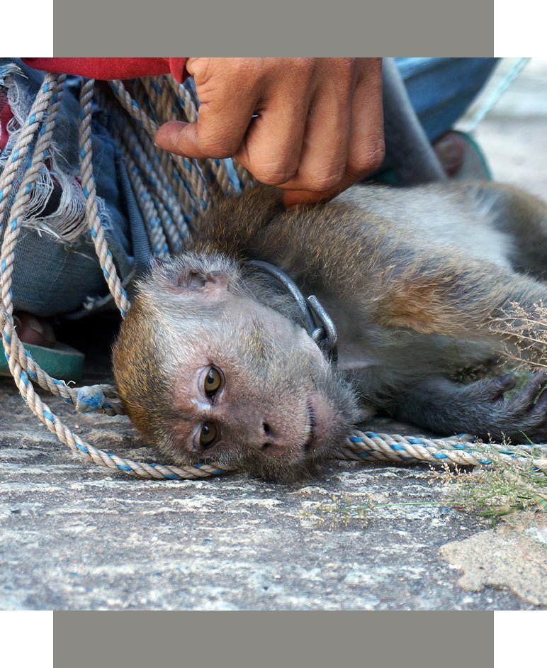 AZJATYCKIE ZWIERZĘTA I CIEMNA STRONA TURYSTYKI - Orientana