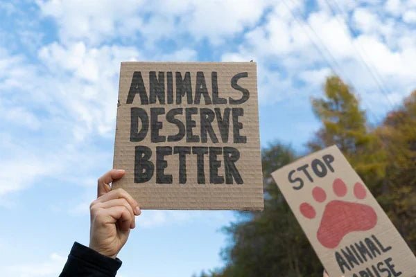 Jak wygląda testowanie kosmetyków na zwierzętach? Kto testuje, a kto nie - Orientana