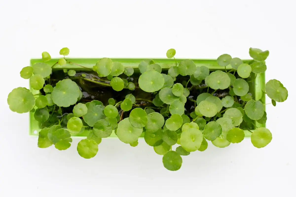 Dlaczego warto wybrać krem z wąkrotą azjatycką? Przegląd działania, zastosowania i rekomendacje