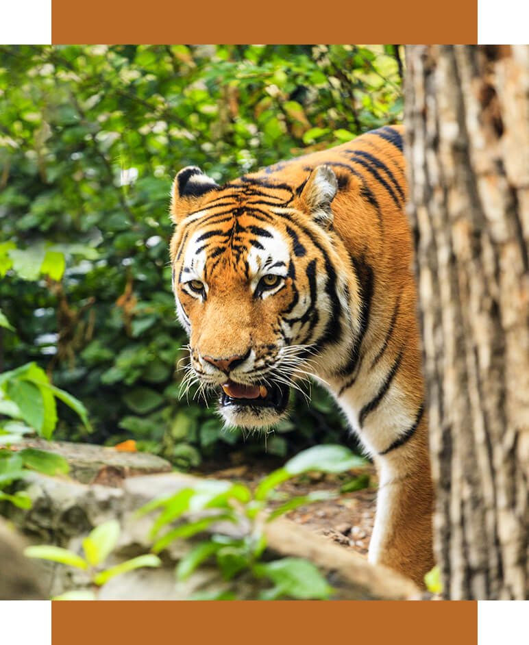 TYGRYSY NA SPRZEDAŻ - STRASZNE ŻYCIE TYGRYSÓW W AZJI - Orientana