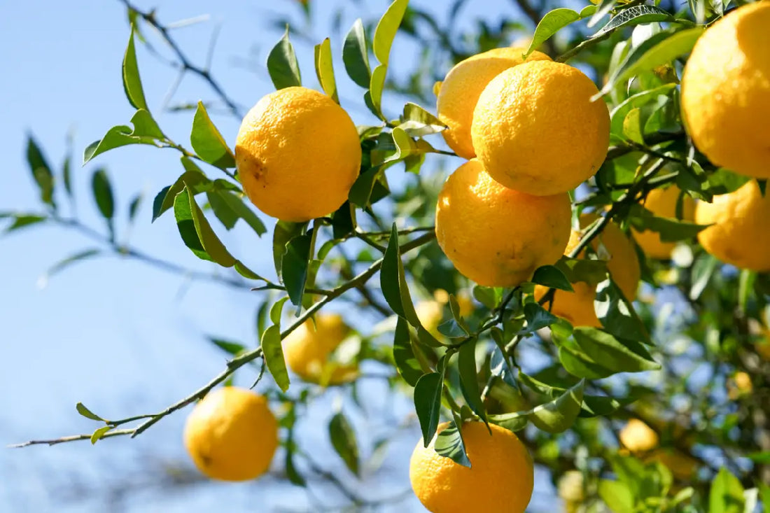 Ceramidy roślinne. Jak działają i dlaczego warto wybrać kosmetyki z Yuzu Ceramide B?