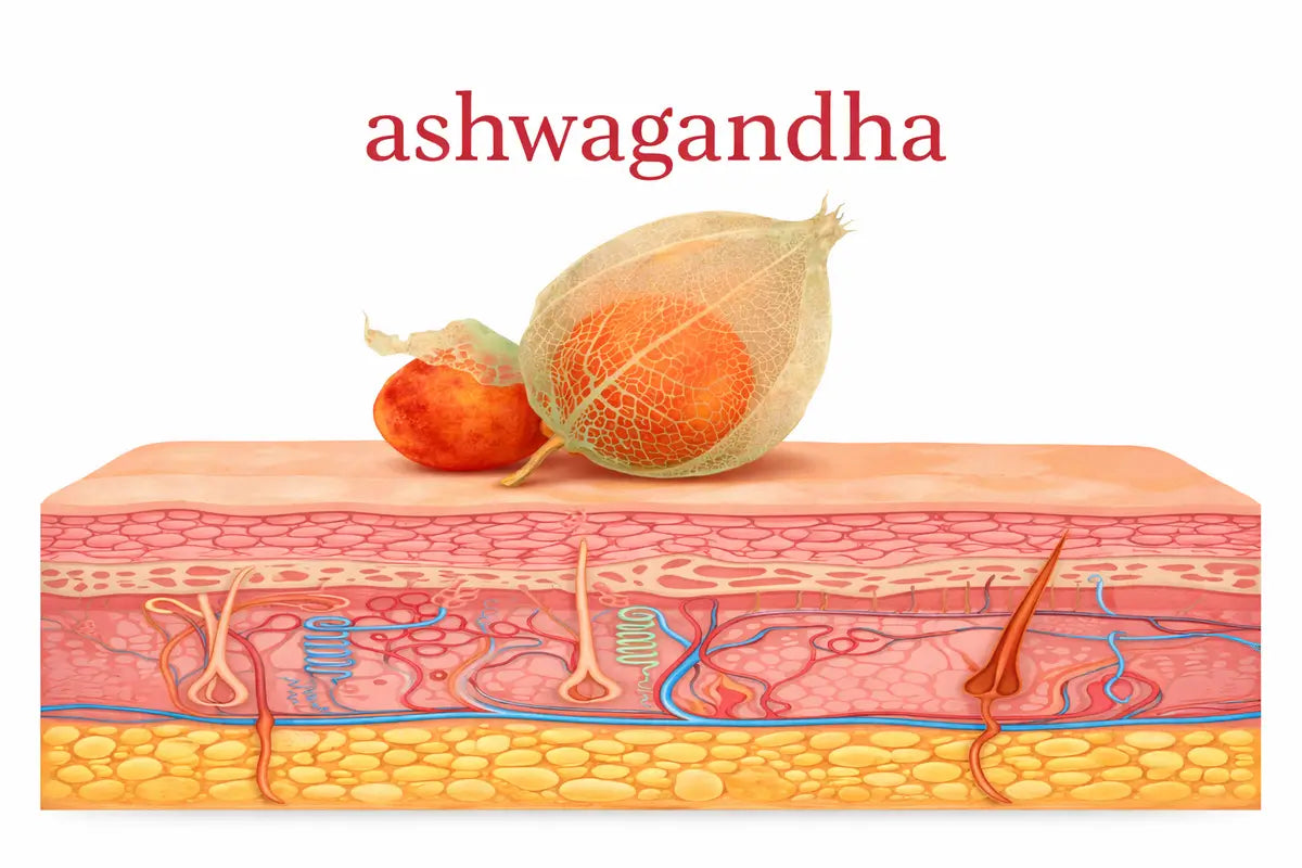 Ashwagandha a bariera hydrolipidowa skóry - jak adaptogen wspiera regenerację i odporność skóry?