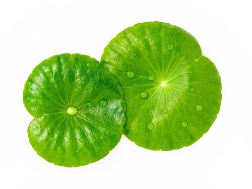 Gotu Kola właściwości w pielęgnacji skóry i włosów - Orientana