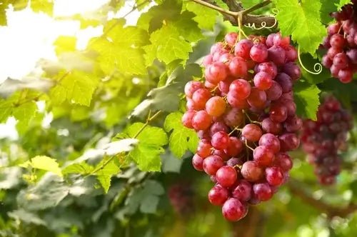 OLEJ Z PESTEK WINOGRON W KOSMETYKACH - Orientana