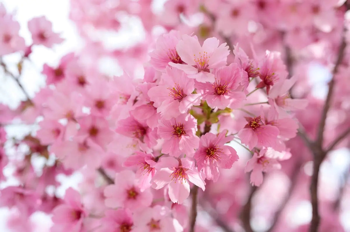 Sakura - magia japońskich kwiatów wiśni w pielęgnacji i kulturze