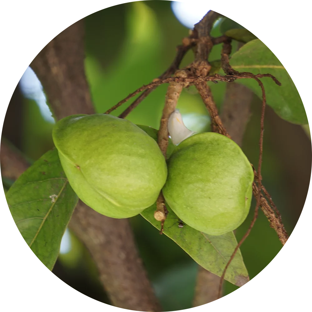 Orientana