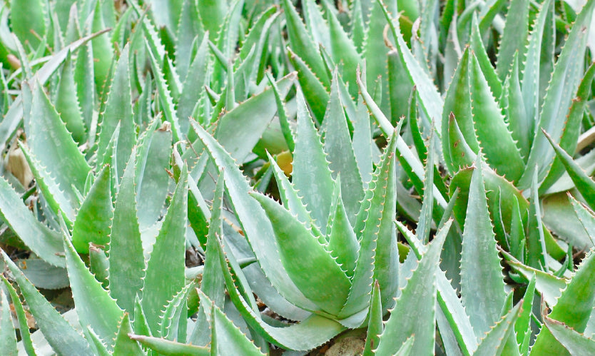 Orientana