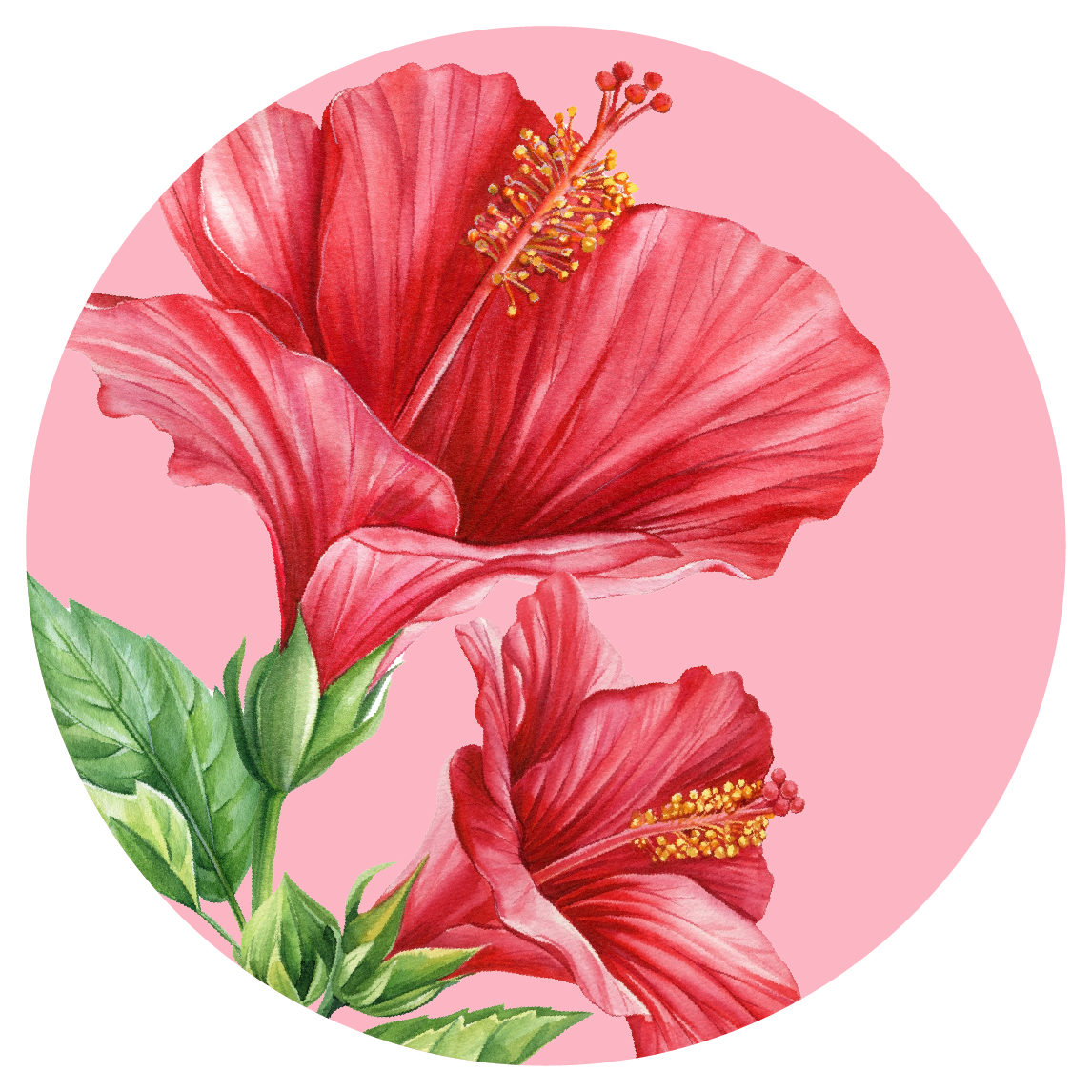 kwiat hibiskusa