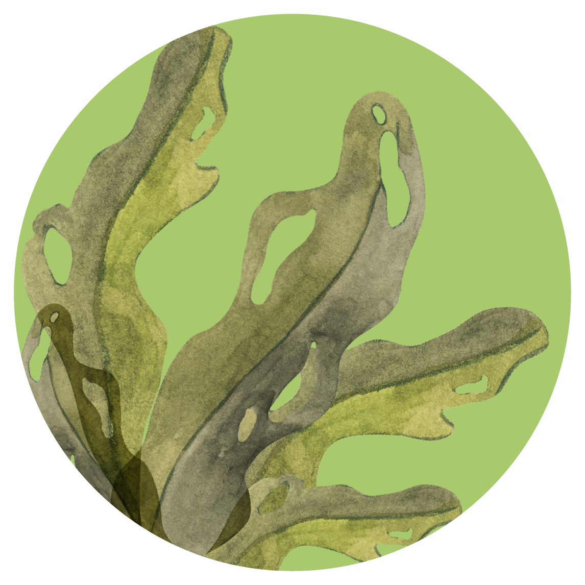 ilustracja liści morszczynu