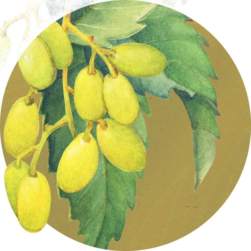Orientana