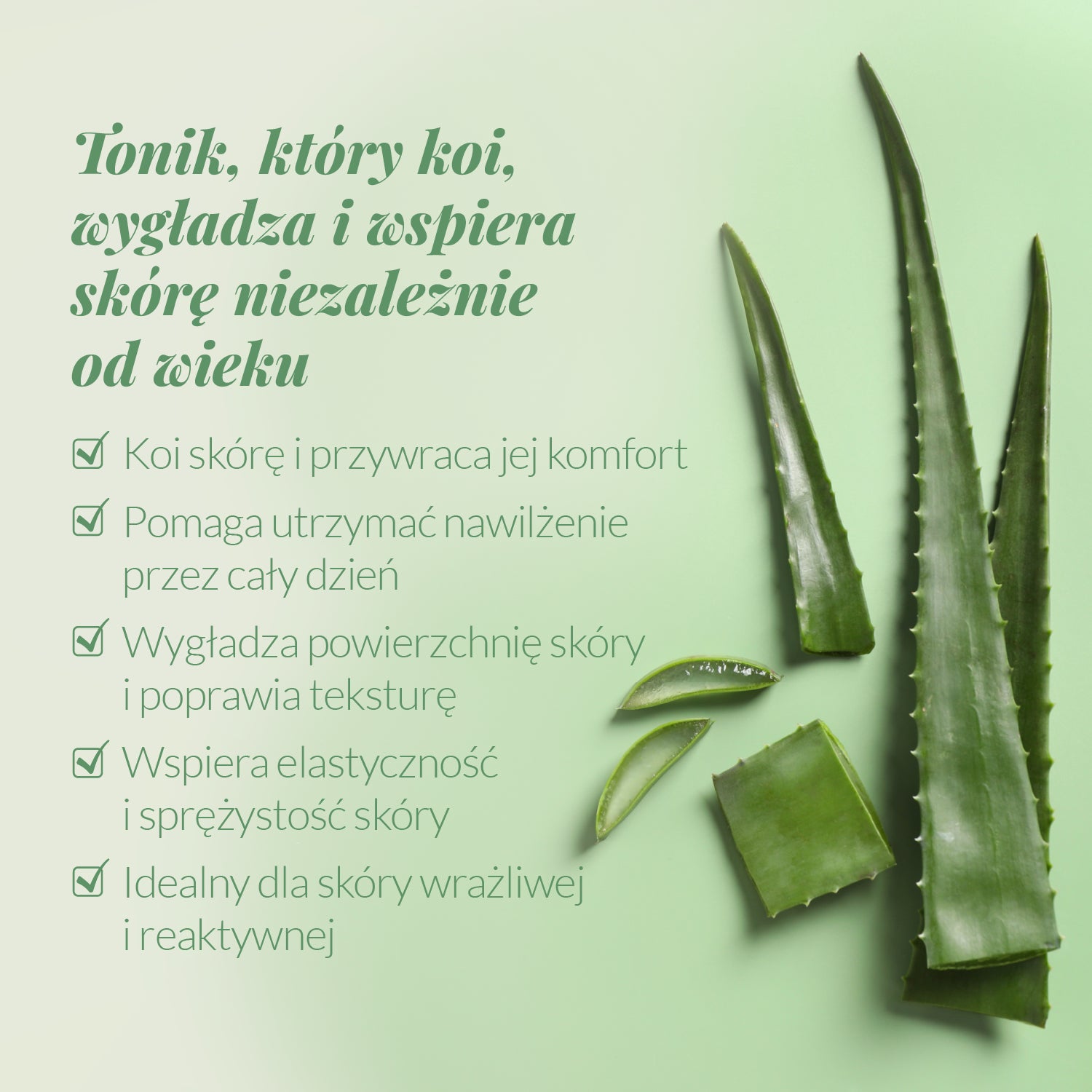 liść aloesu oraz benefity toniku z aloesem