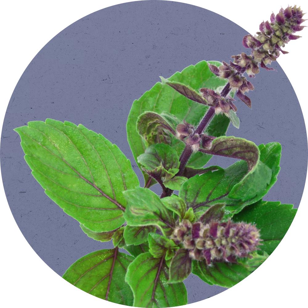 Orientana