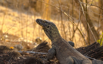 WYPRAWA PO KOMODO