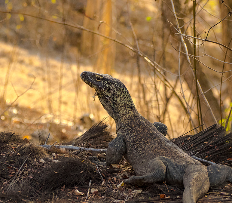 WYPRAWA PO KOMODO