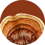 Ganoderma lucidum (reishi)