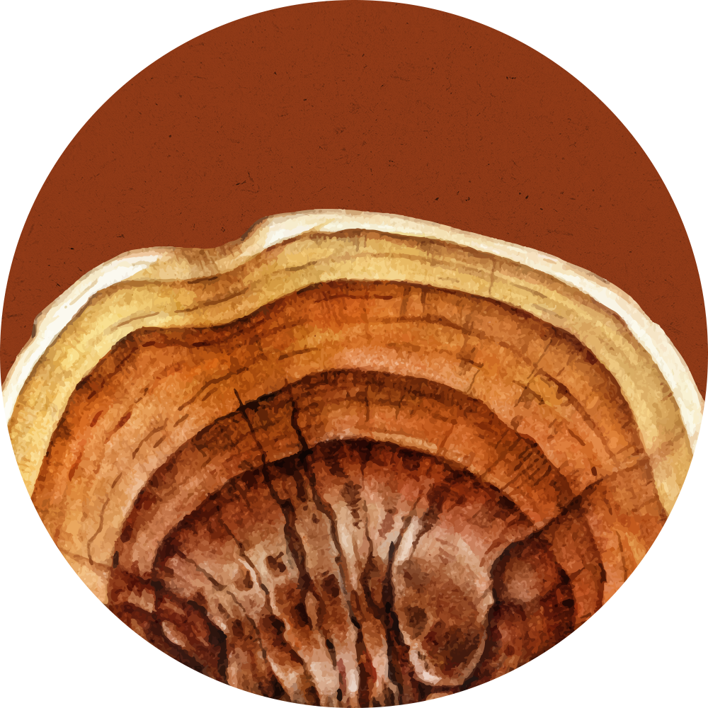 kapelusz grzyba Reishi