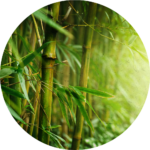 Ekstrakt z bambusa