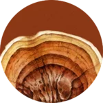 Ganoderma lucidum (reishi)